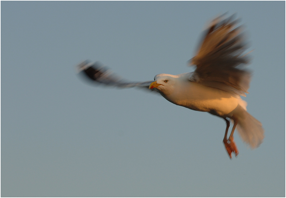 Möwe mit ausgefahrenen Bremsklappen