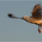 Möwe mit ausgefahrenen Bremsklappen