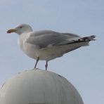 Möwe mit Aussicht