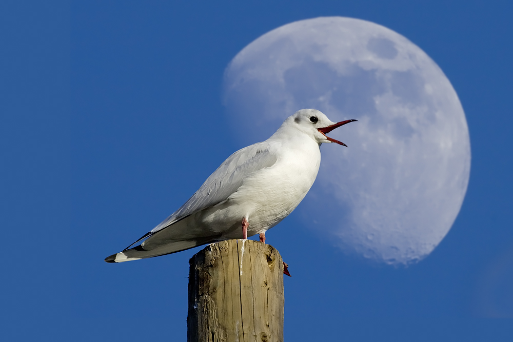 möwe mit background