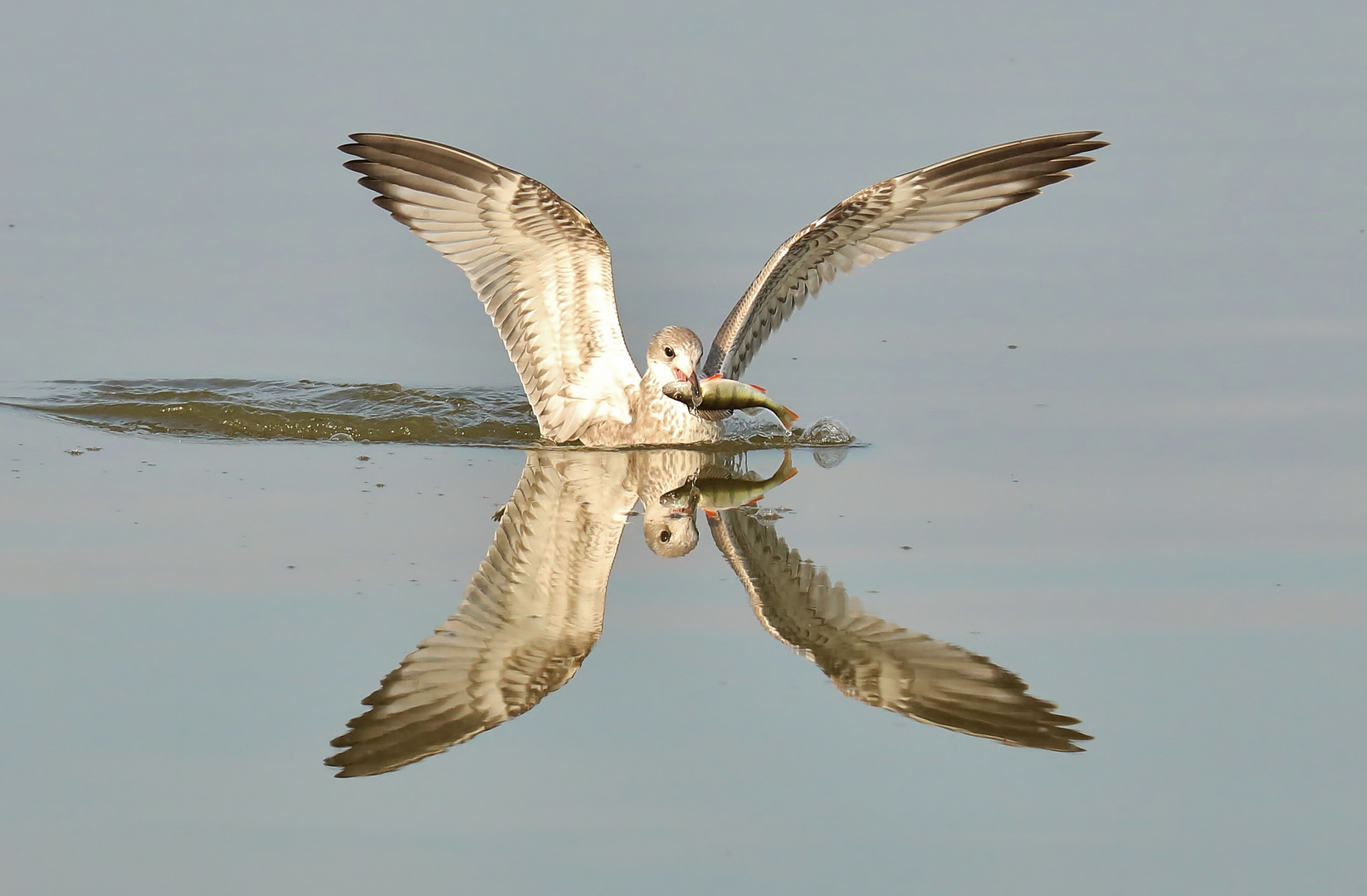 Möwe mit Barsch