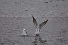 Möwe mit Begleitschutzengel?