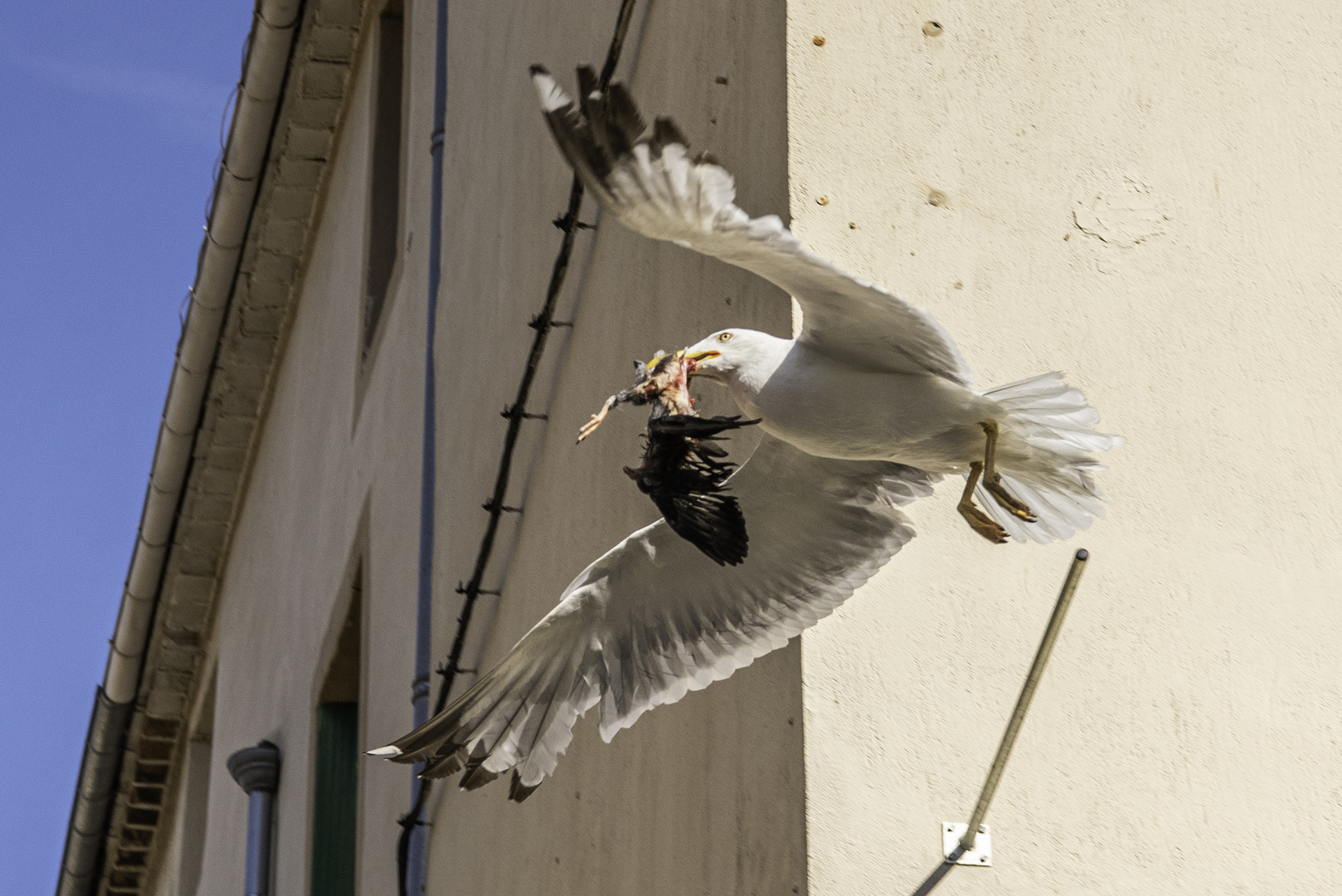 Möwe mit Beute