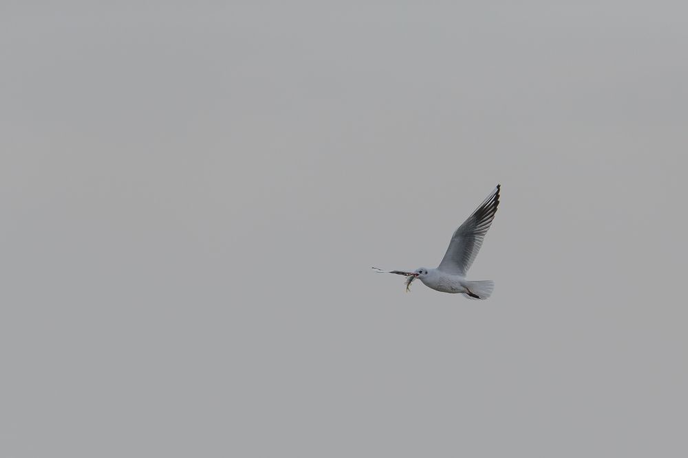 Möwe mit Beute