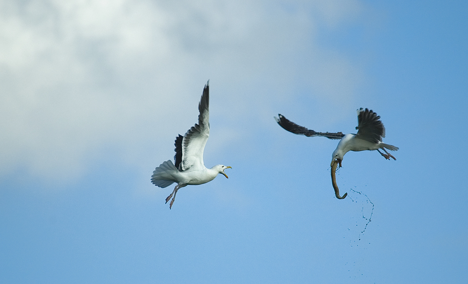 Möwe mit Beute