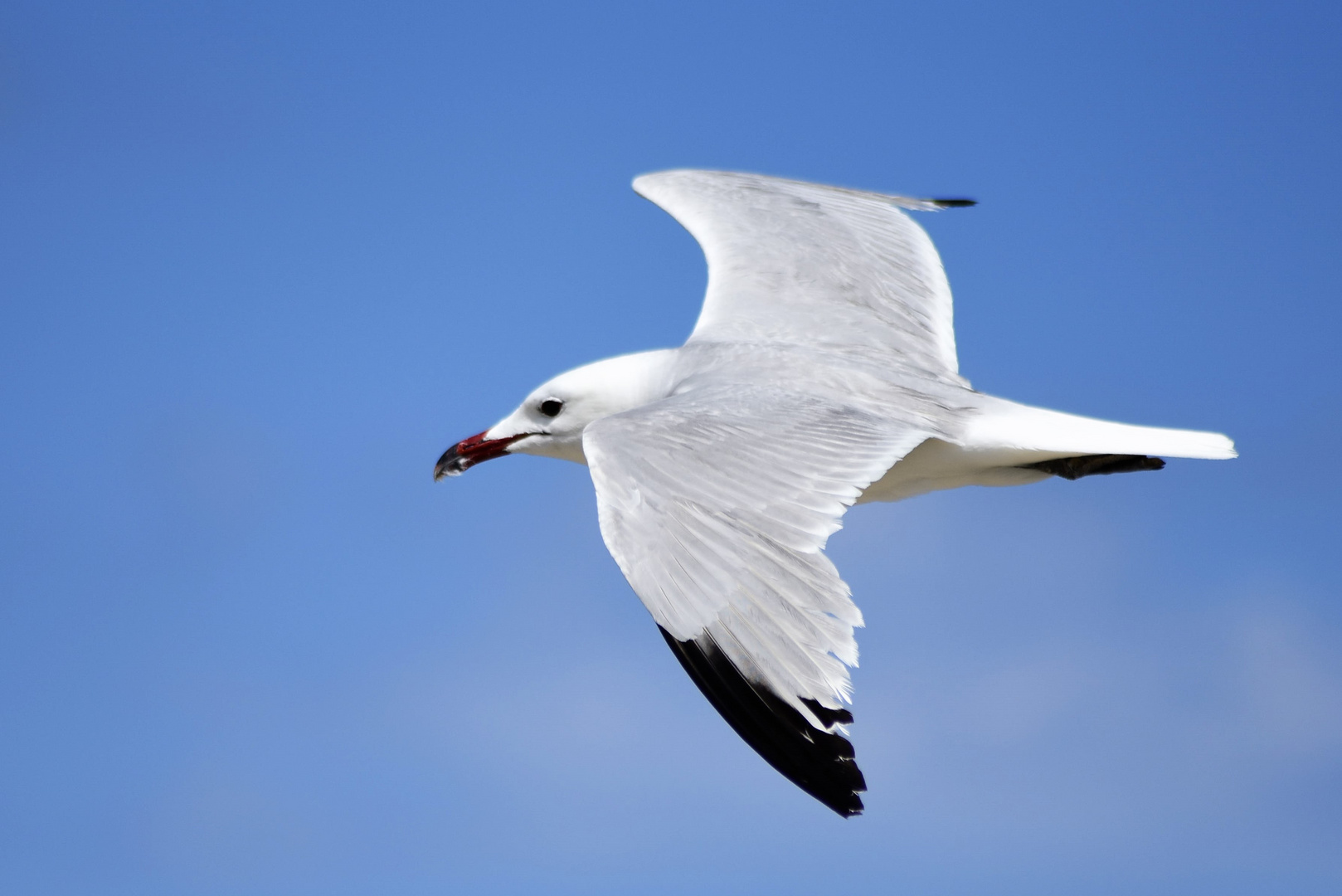 Möwe mit Beute