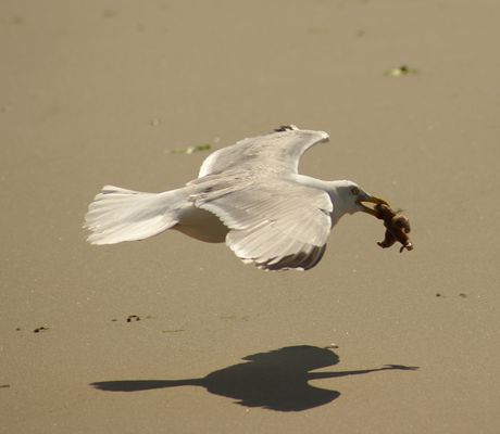 Möwe mit Beute