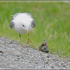 Möwe mit Beute