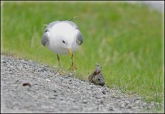 Möwe mit Beute