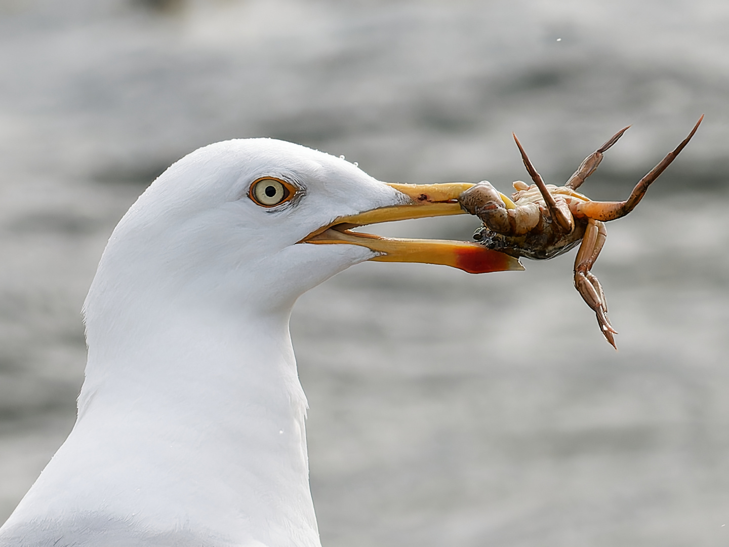 Möwe mit Beute 