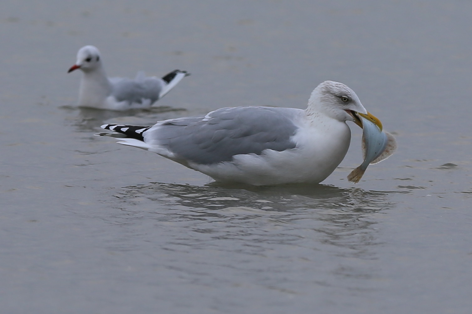 Möwe mit Beute (Rügen)