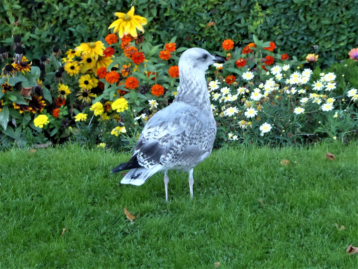 Möwe mit Blümchen...