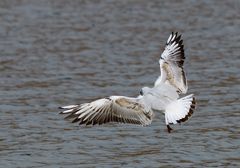 Möwe mit Bremsklappen