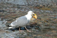 Möwe mit Brötchen