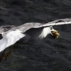 Möwe mit Brötchen