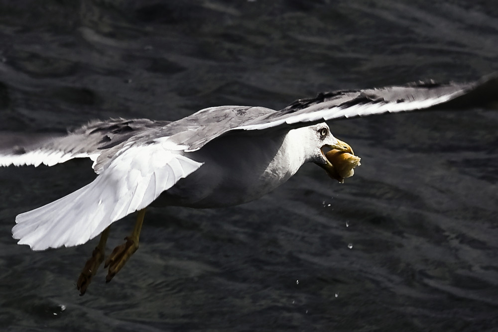 Möwe mit Brötchen