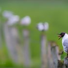 Möwe mit dicker Zunge?