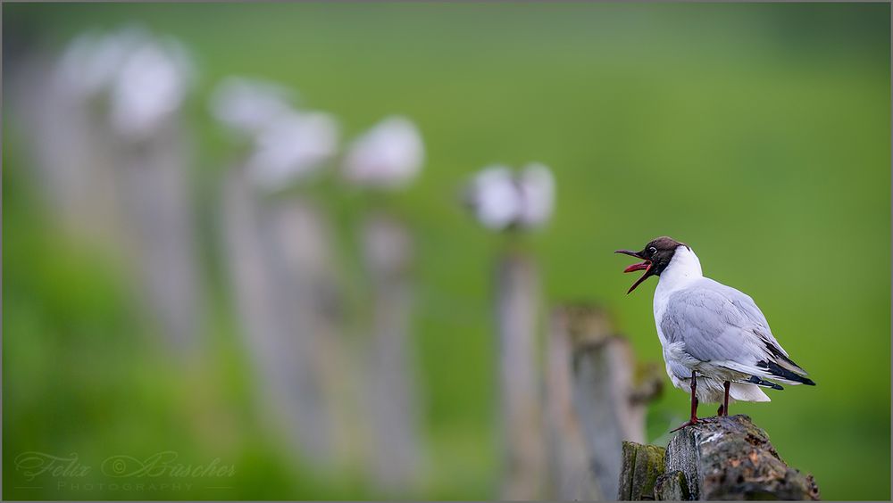 Möwe mit dicker Zunge?