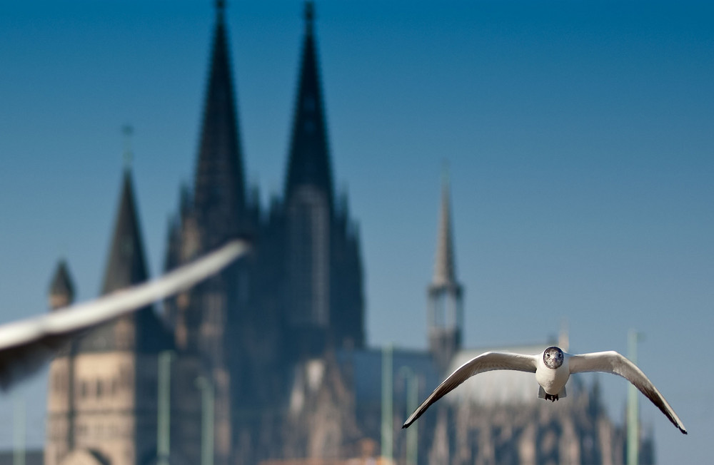 Möwe mit Dom