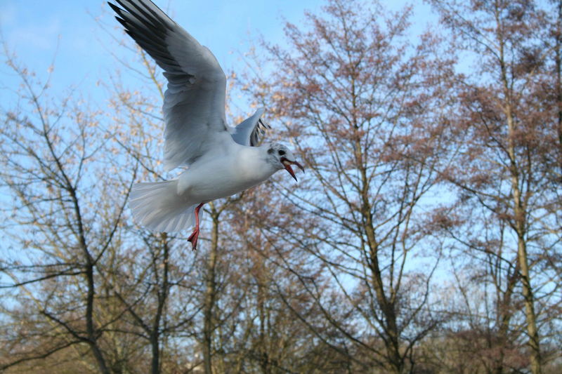 Möwe mit ein Bein