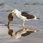 Möwe mit erbeuteter Flunder spiegelt sich im nassen Sand