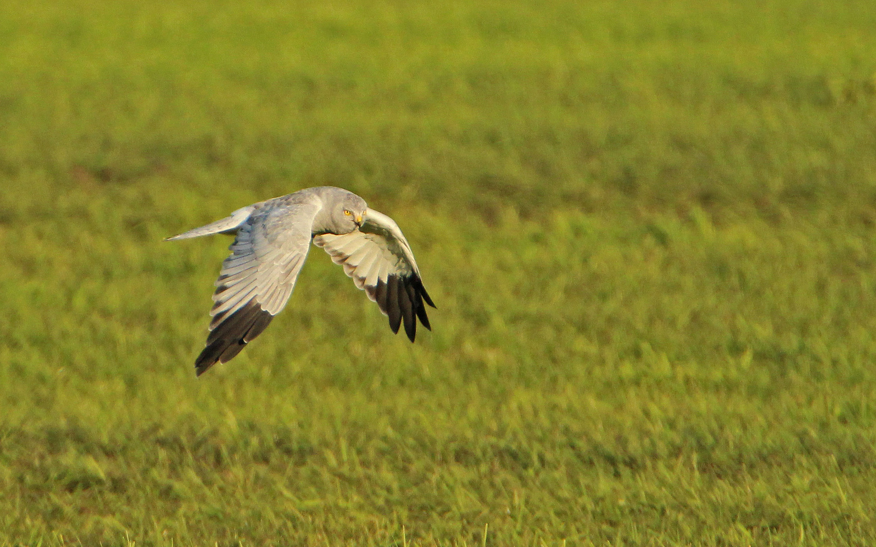 Möwe mit Eulengesicht