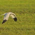 Möwe mit Eulengesicht