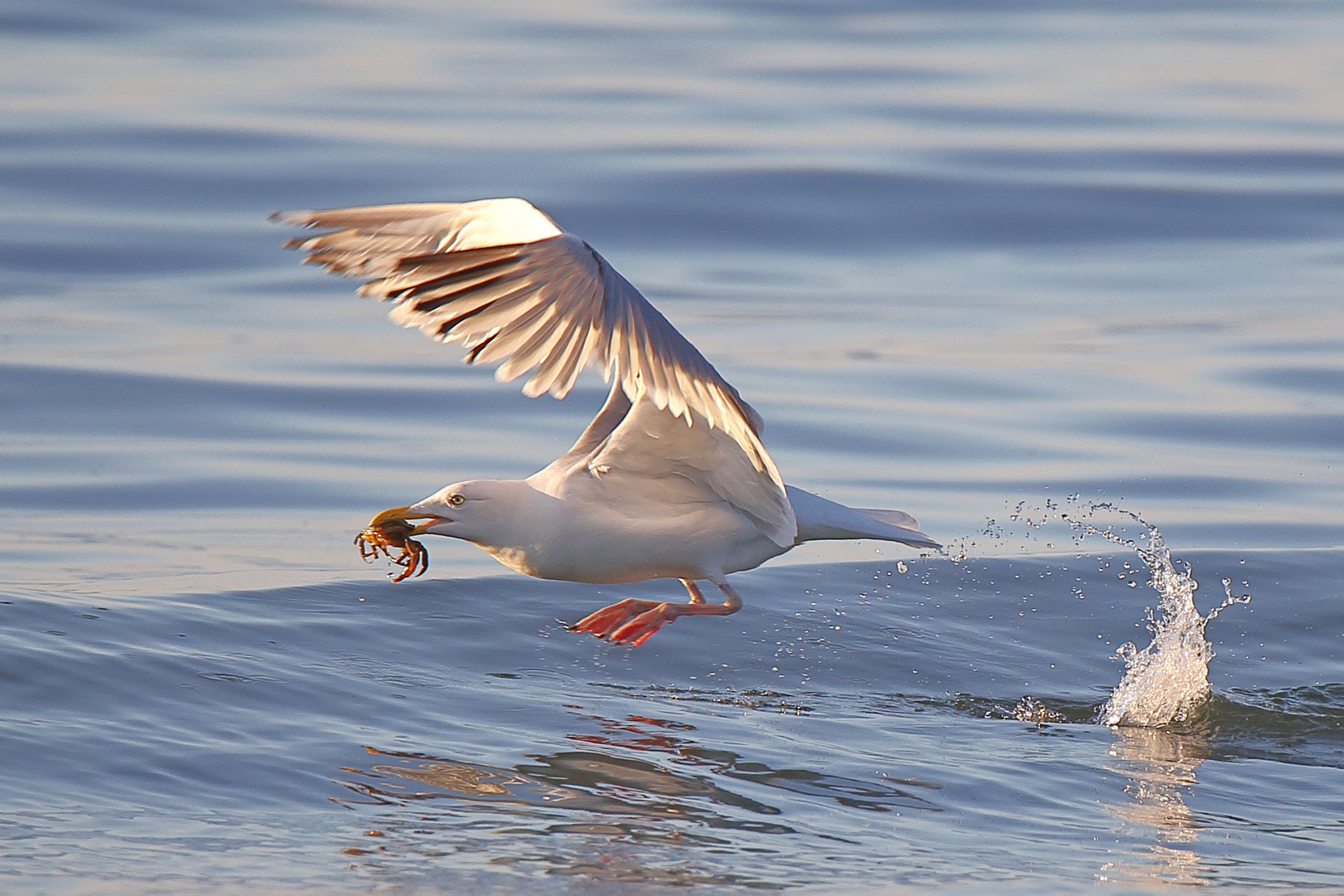 Möwe mit fangfrischer Krabbe