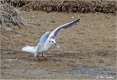 Möwe mit Fisch