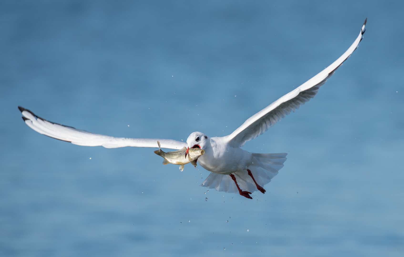 Möwe mit Fisch