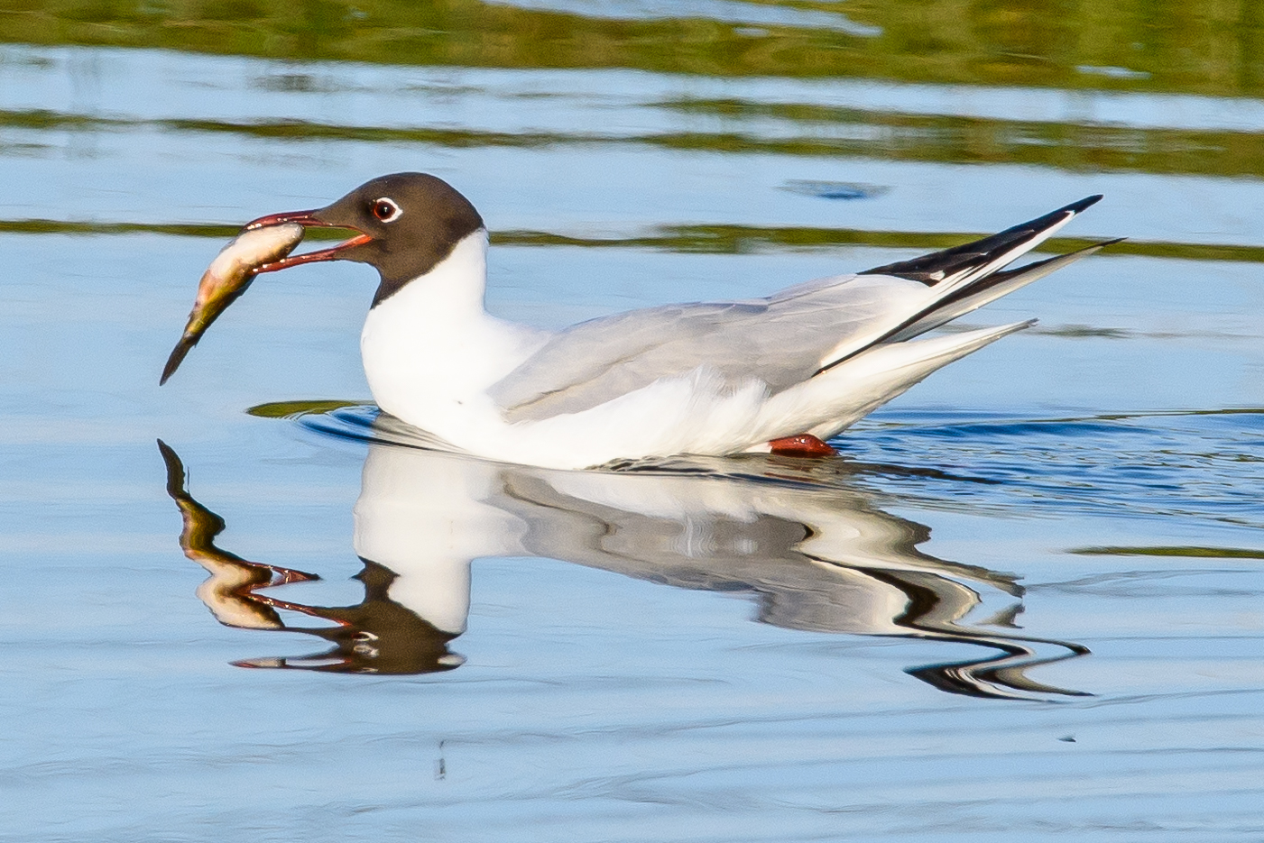 Möwe mit Fisch