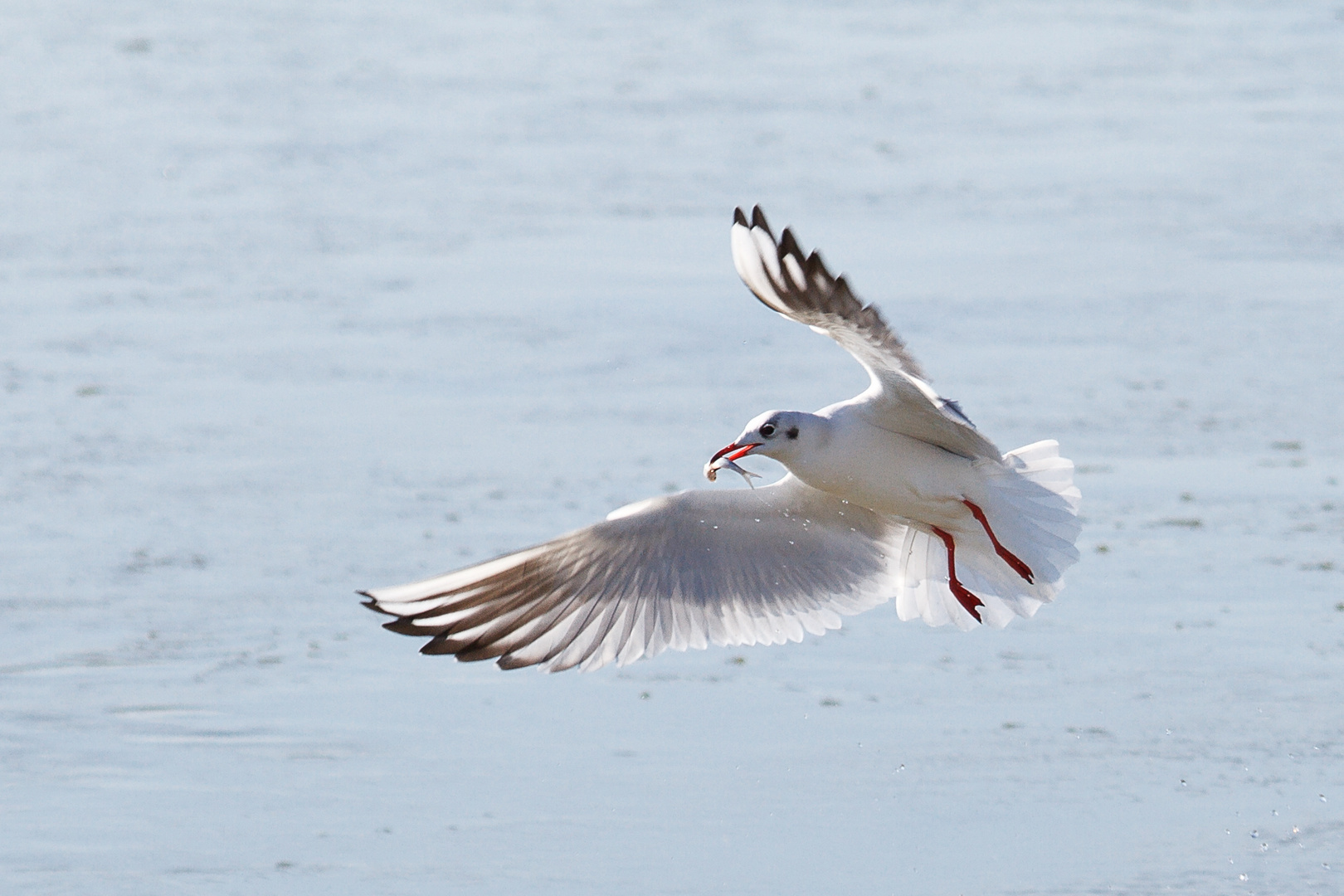 Möwe mit Fisch