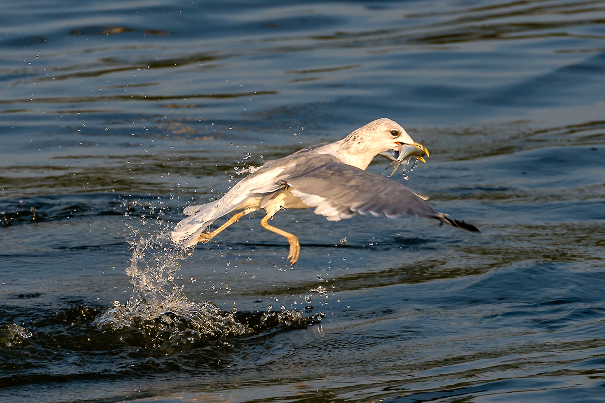 Möwe mit Fisch