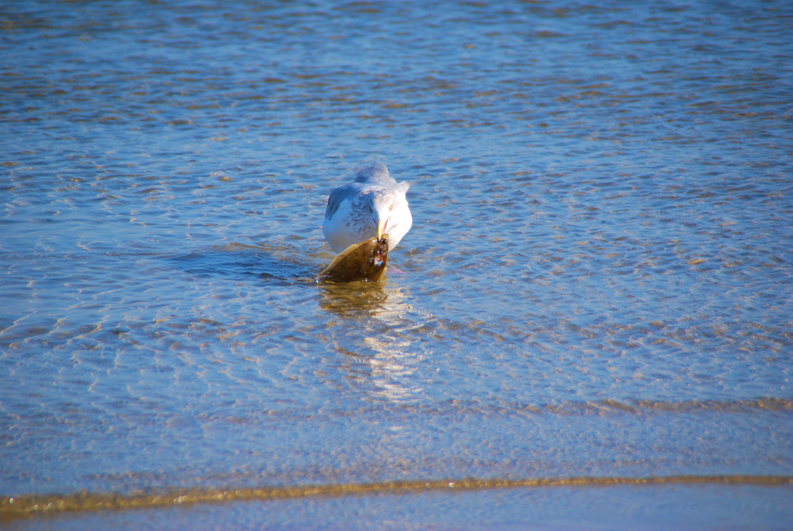 Möwe mit Fisch im Schnabel