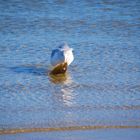 Möwe mit Fisch im Schnabel