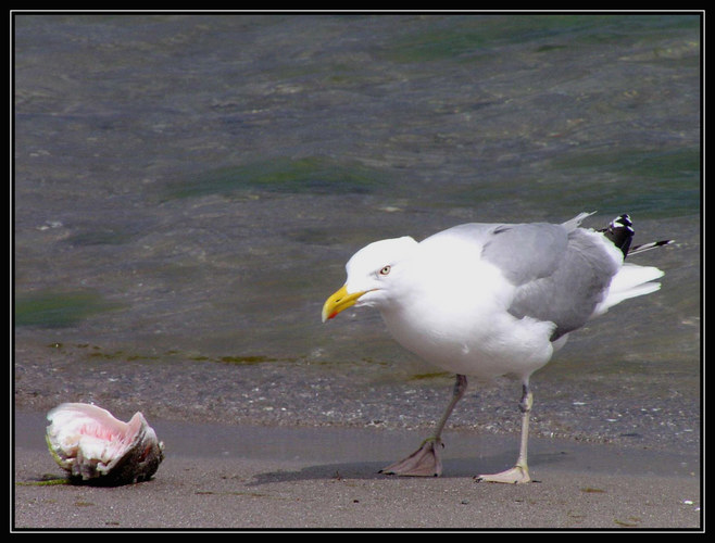 Möwe mit Fischkopf