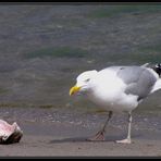 Möwe mit Fischkopf