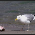 Möwe mit Fischkopf