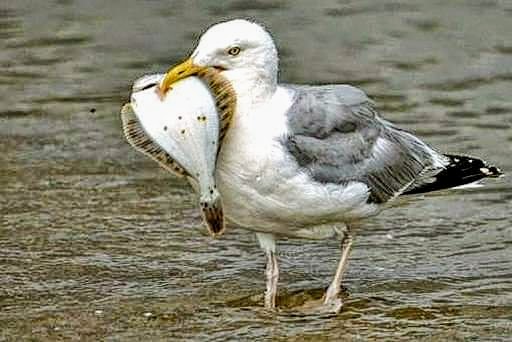 Möwe mit Flunder