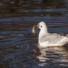 "Möwe mit Flussbarsch 2023"