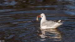 "Möwe mit Flussbarsch 2023"