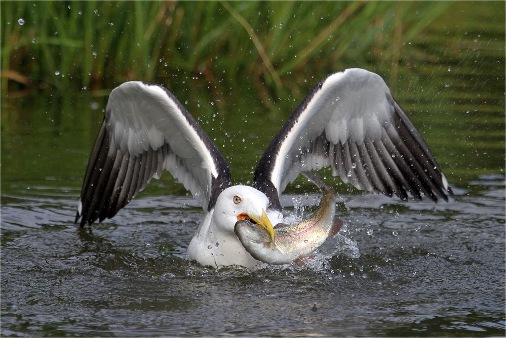 Möwe mit Forelle