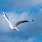 Möwe mit fragendem Blick