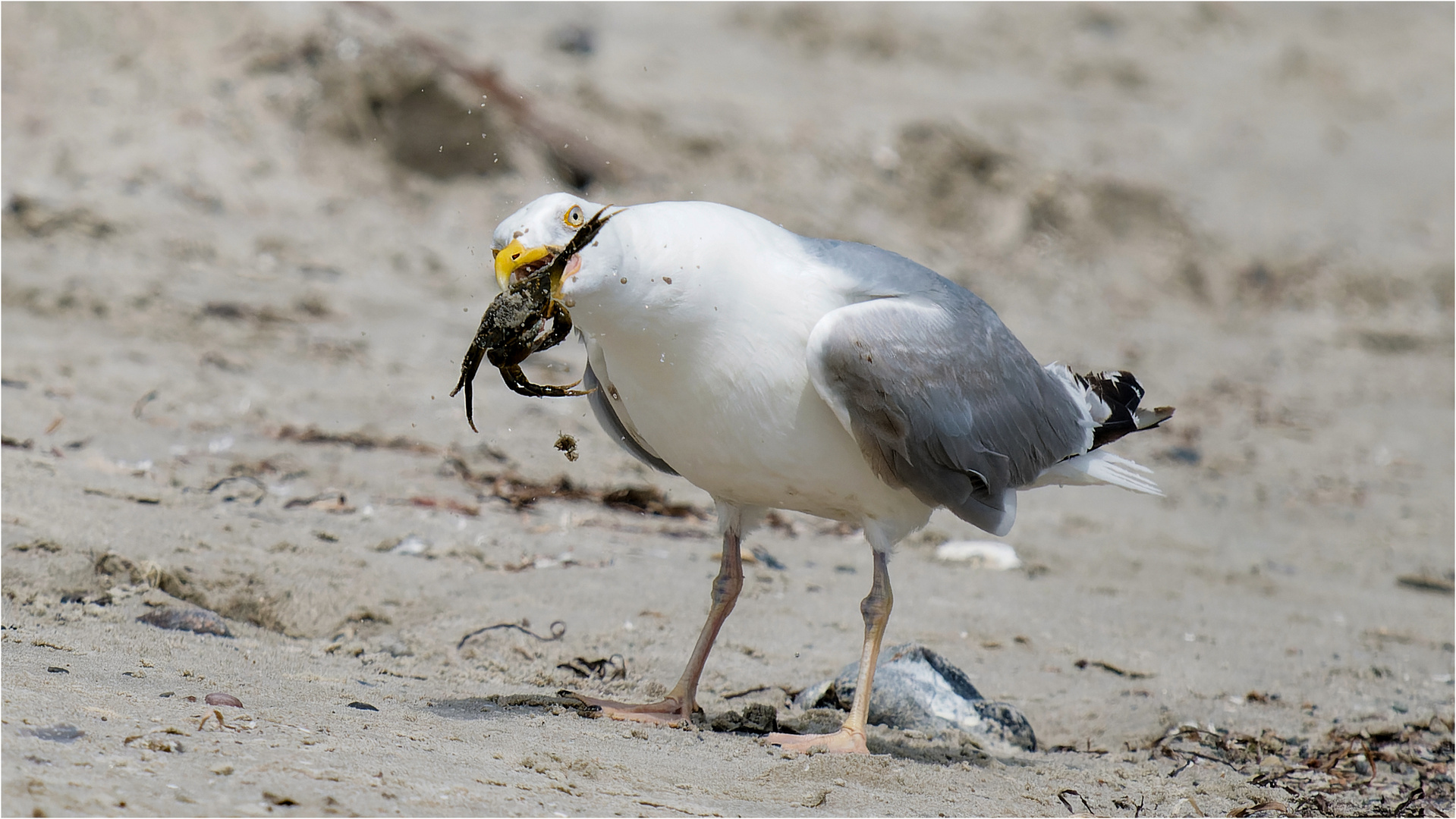 Möwe mit frisch gefangenem Krebs  .....