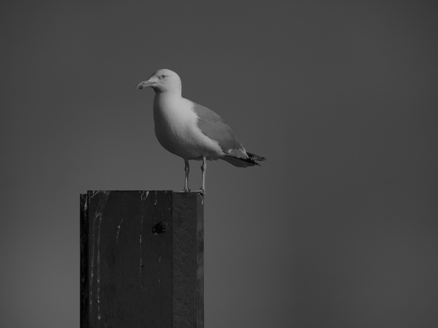 Möwe mit gelb-rotem Schnabel