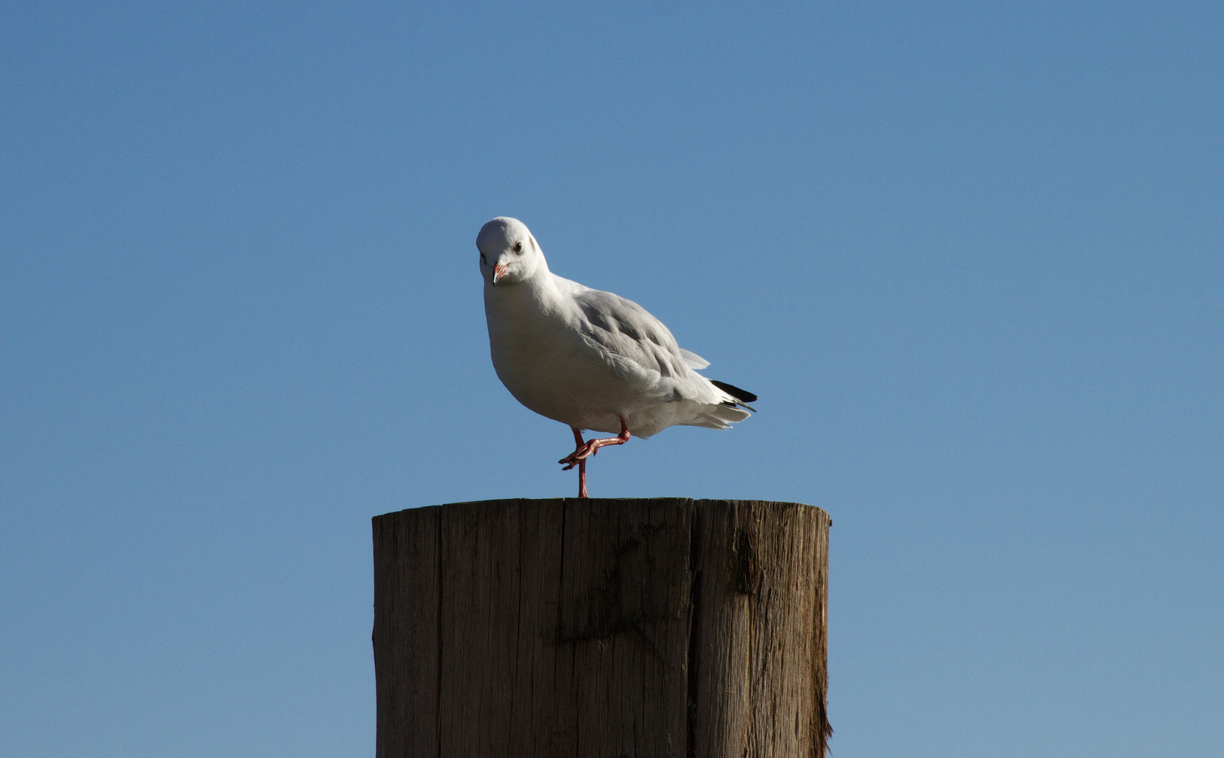 Möwe mit Gleichgewichtssinn