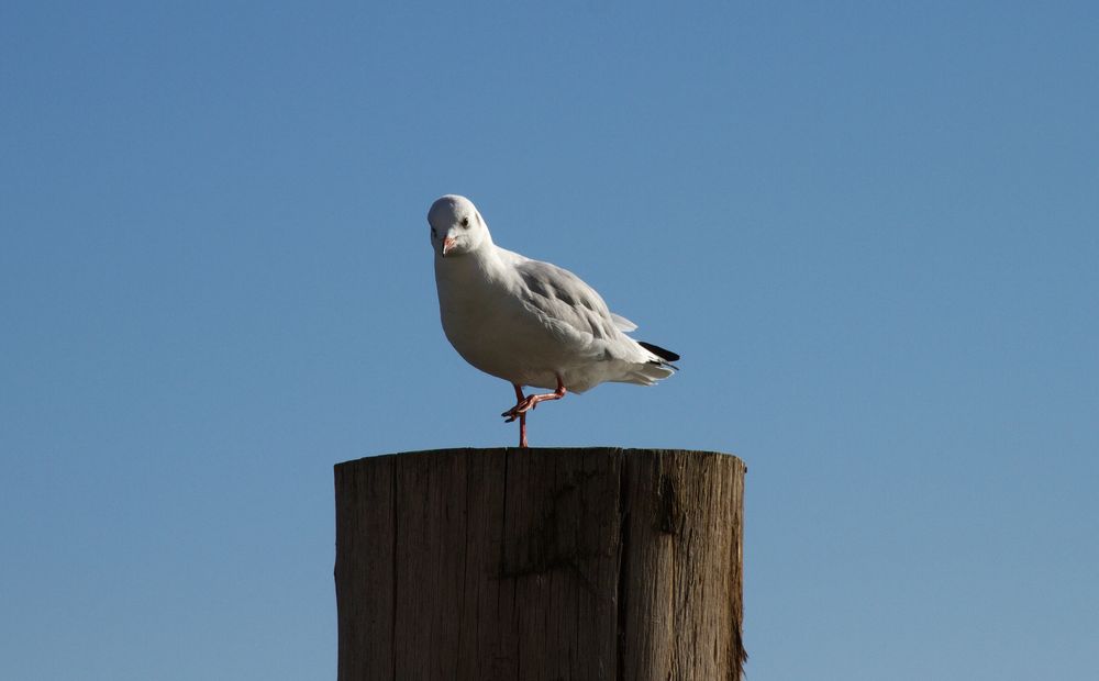 Möwe mit Gleichgewichtssinn