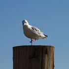 Möwe mit Gleichgewichtssinn