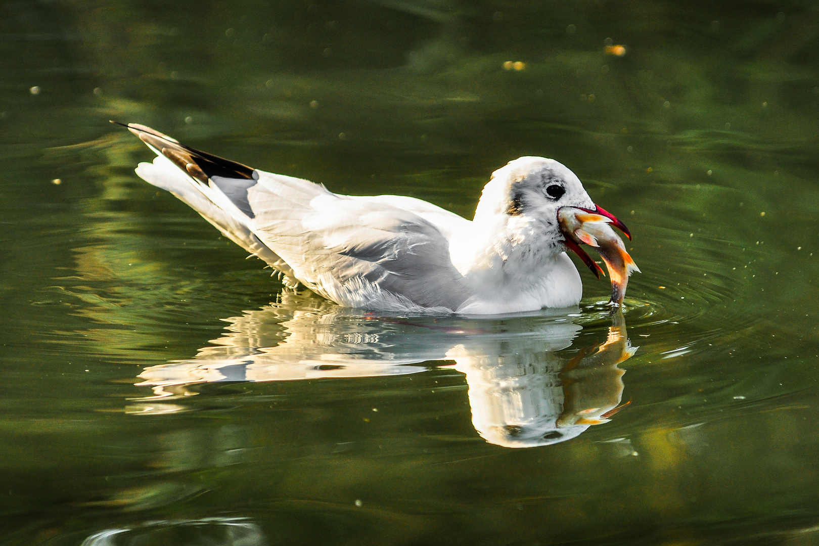 Möwe mit Goldfisch