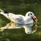 Möwe mit Goldfisch